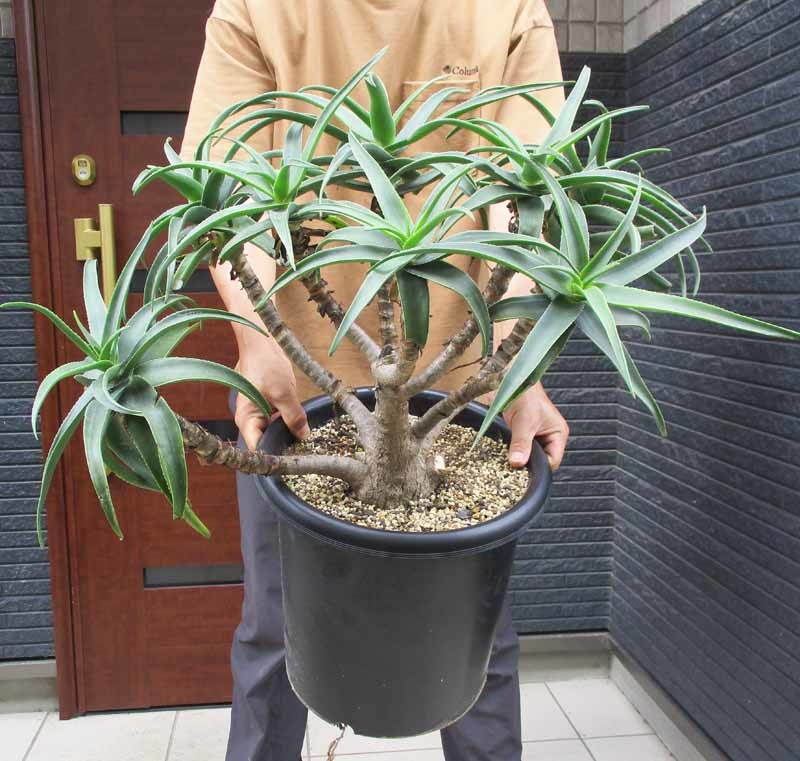 【現品】アロエ・ストリアツラ Aloe striatula 耐寒性の高いアロエ 10号 超大株 Ⅰ