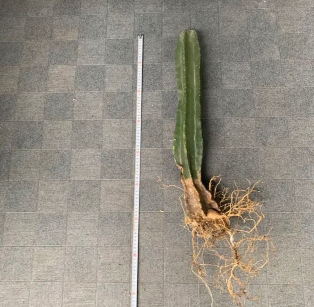 柱サボテン 鬼面角 3本セット ブランチ 発根済 80 65 60cm 柱サボテン 鬼面角 3本セット ブランチ 発根済 80 65 60cm
