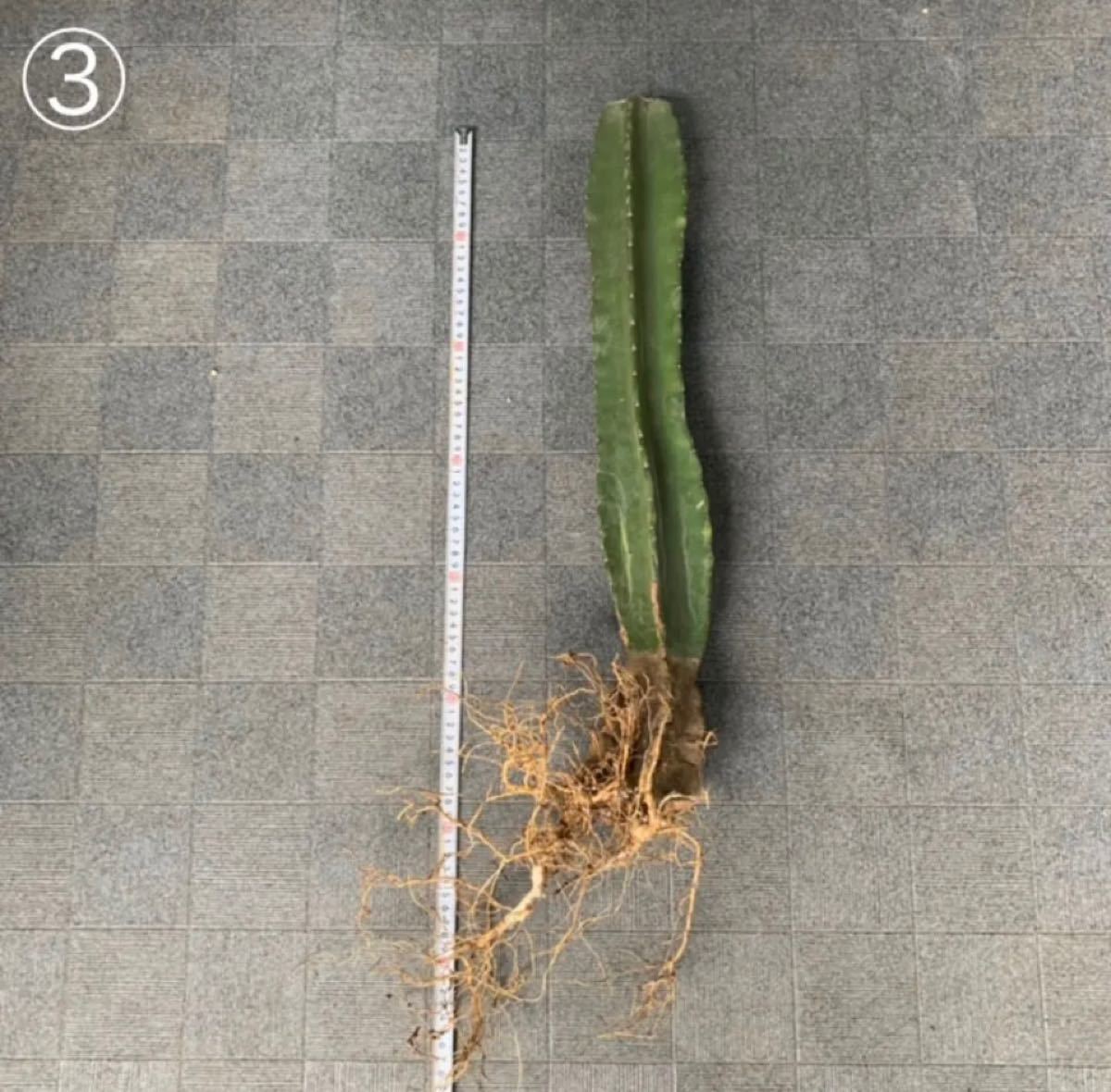 柱サボテン 鬼面角 3本セット ブランチ 発根済 80 65 60cm 柱サボテン 鬼面角 3本セット ブランチ 発根済 80 65 60cm