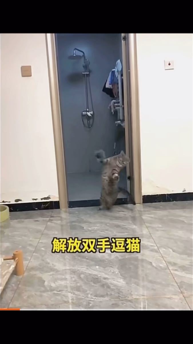 猫おもちゃ　猫ちゃん楽しくおもちゃ吊り下げタイプの猫じゃらし！！　ビヨーンと宙を舞うイモムシさん！