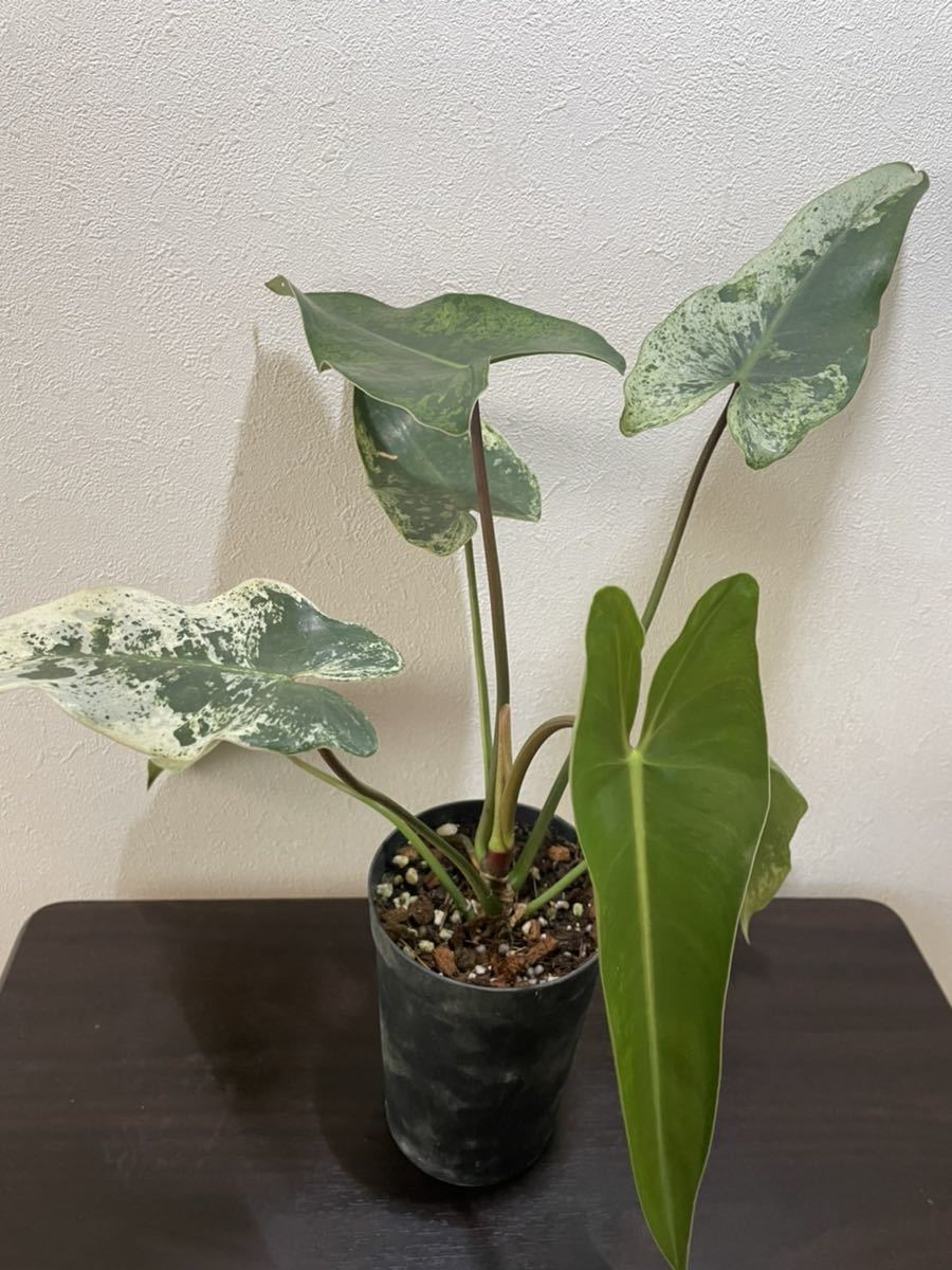 商品名 フィロデンドロン イルセマニー Philodendron Ilsemanii