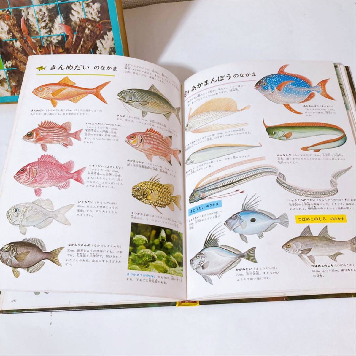 小学館の学習百科図鑑 魚介の図鑑 昭和レトロ 生き物