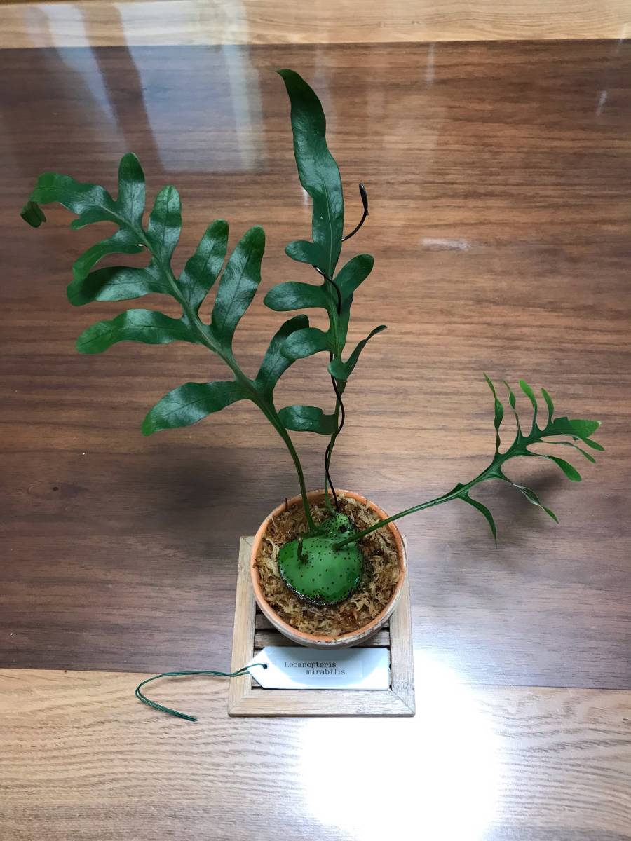 ☆彡アリ植物◇Lecanopteris mirabilis◇レカノプテリス ☆彡アリ植物◇Lecanopteris mirabilis◇レカノプテリス