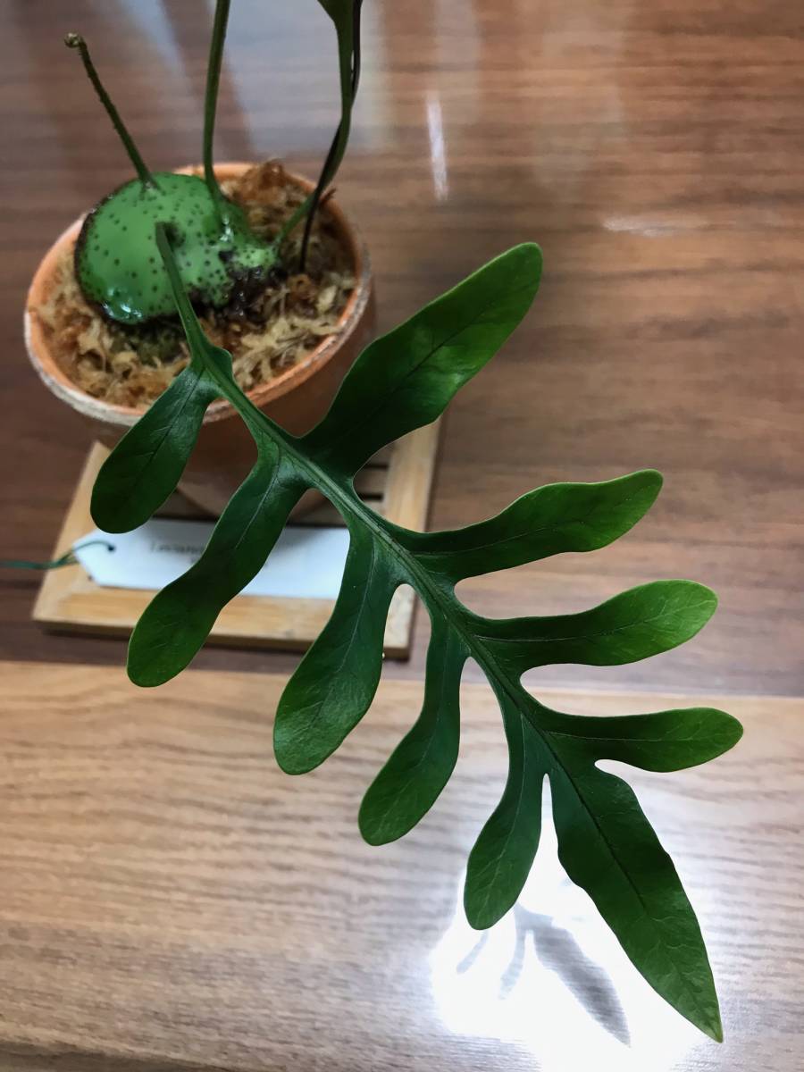☆彡アリ植物◇Lecanopteris mirabilis◇レカノプテリス ☆彡アリ植物◇Lecanopteris mirabilis◇レカノプテリス