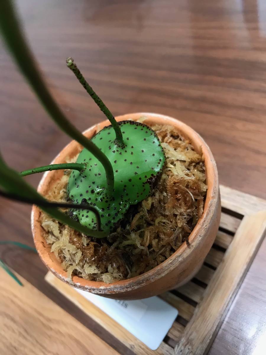 ☆彡アリ植物◇Lecanopteris mirabilis◇レカノプテリス ☆彡アリ植物◇Lecanopteris mirabilis◇レカノプテリス