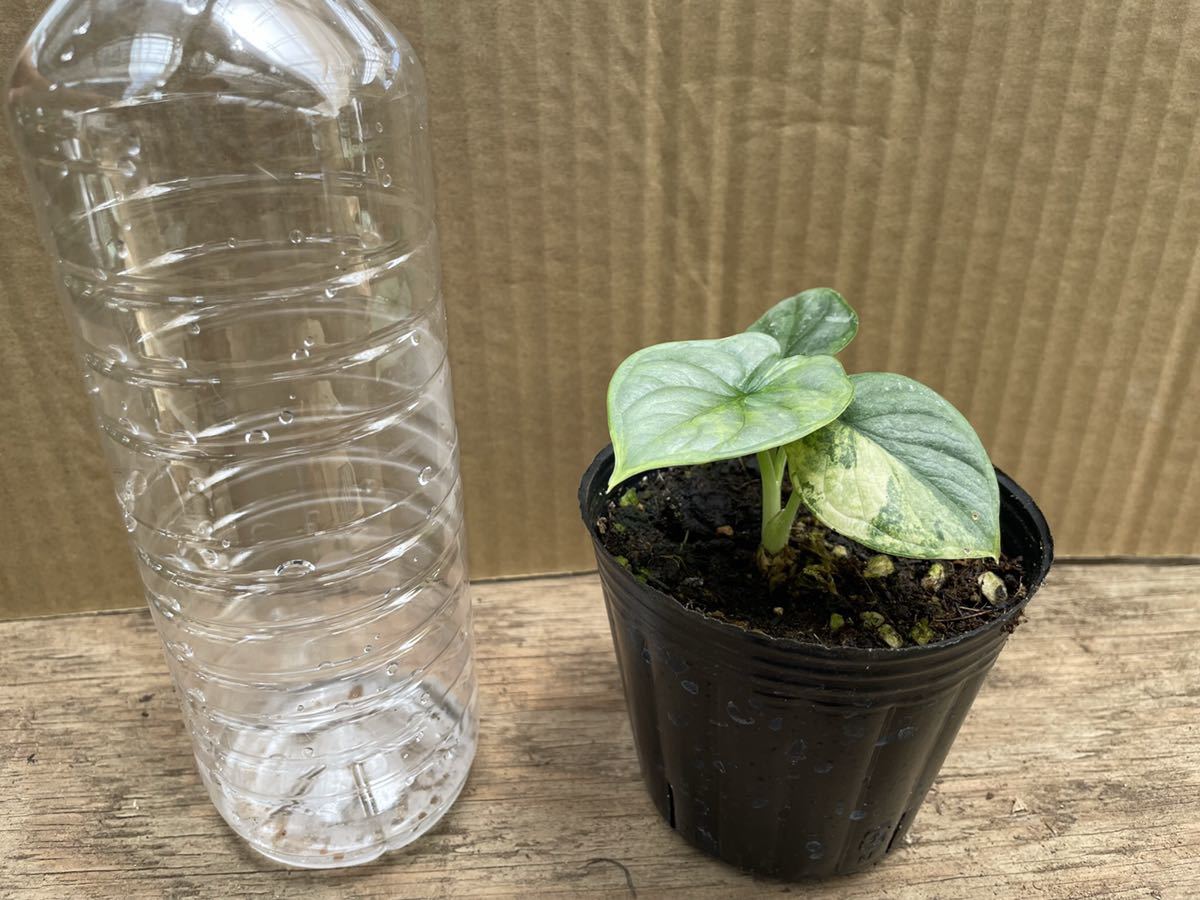 アロカシア/ドラゴンスケール/斑入り/ポット苗 観葉植物 アロカシア/ドラゴンスケール/斑入り/ポット苗 観葉植物