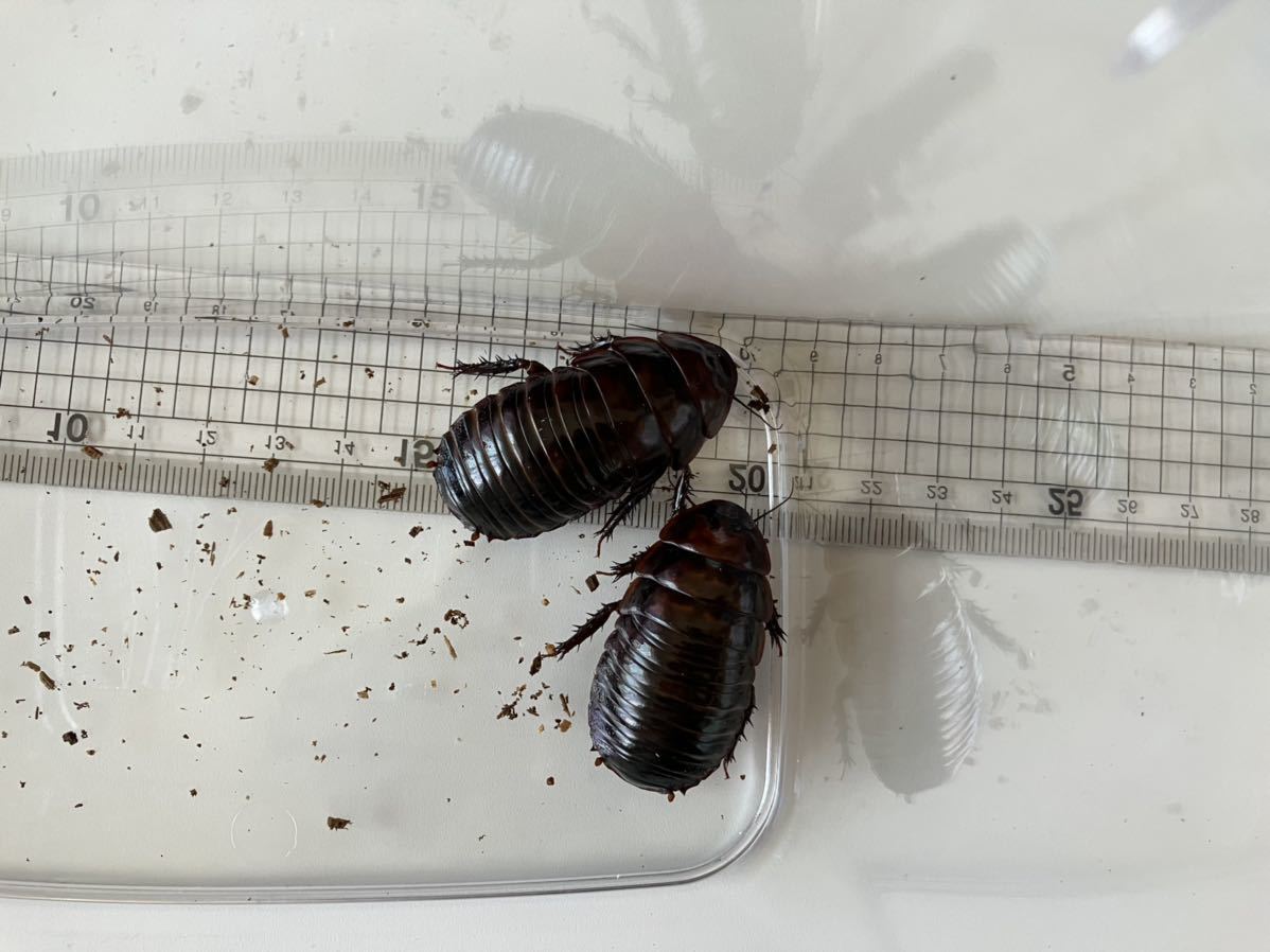 ヨロイモグラゴキブリ 幼虫 メス2匹 その他 売買されたオークション情報 Yahooの商品情報をアーカイブ公開 オークファン Aucfan Com