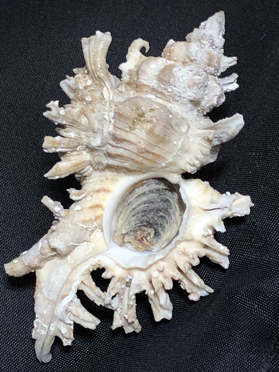 シロガンゼキ 貝殻標本の画像1