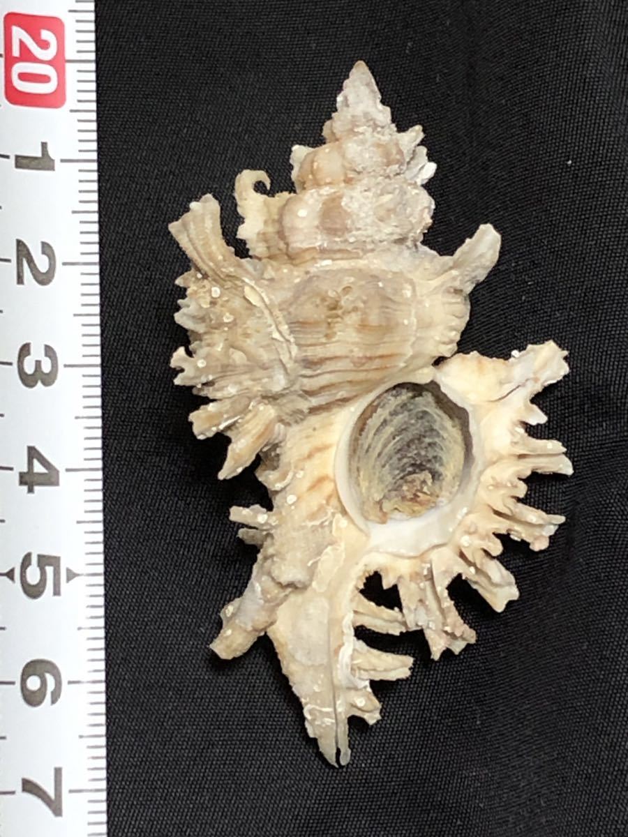 シロガンゼキ 貝殻標本の画像9