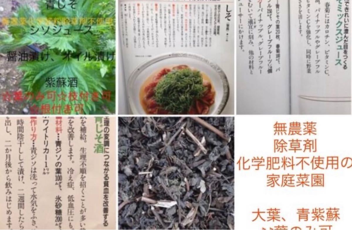 無農薬 除草剤 化学肥料不使用の大葉青紫蘇50|Yahoo!フリマ(旧 無農薬 除草剤 化学肥料不使用の大葉青紫蘇50|Yahoo!フリマ(旧