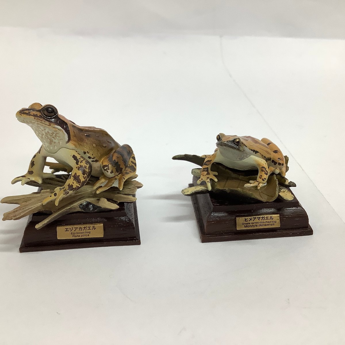 奇譚クラブ ネイチャーテクニカラー 日本のカエル 全8種 セット ブック