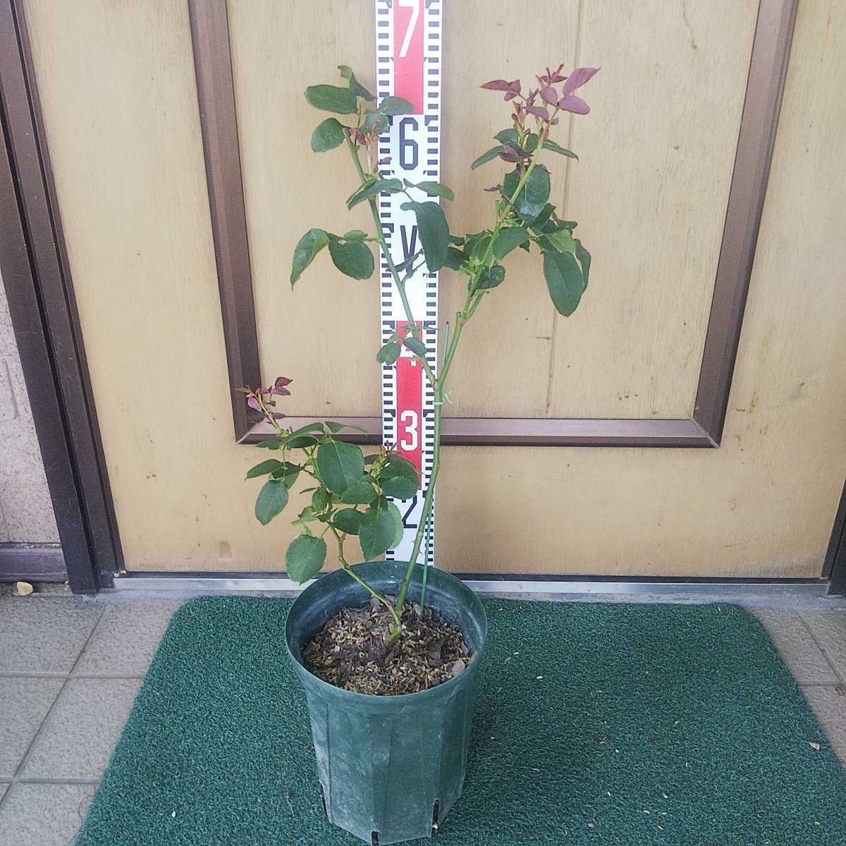 バラ苗 上海ガール? 新品種? 接木大苗 6号鉢 薔薇 苗 バラ苗 上海ガール? 新品種? 接木大苗 6号鉢 薔薇 苗