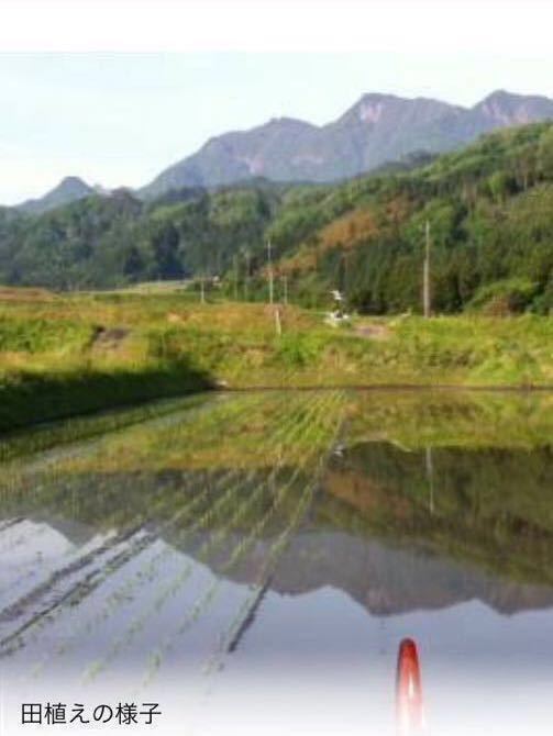 鳥取 大山山系山麓 令和3年産【きぬむすめ白米５キロ】農家直送_画像1