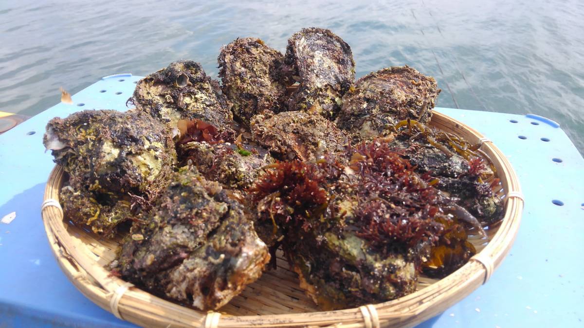 富山湾産　天然岩牡蠣　１個　￥１７０　１０個入　生食用_画像2