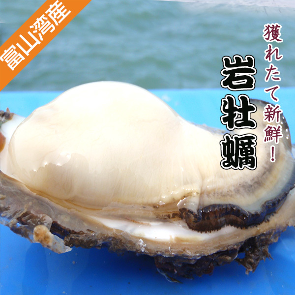 富山湾産　天然岩牡蠣　１個　￥２８０　１０個入　生食用_画像1