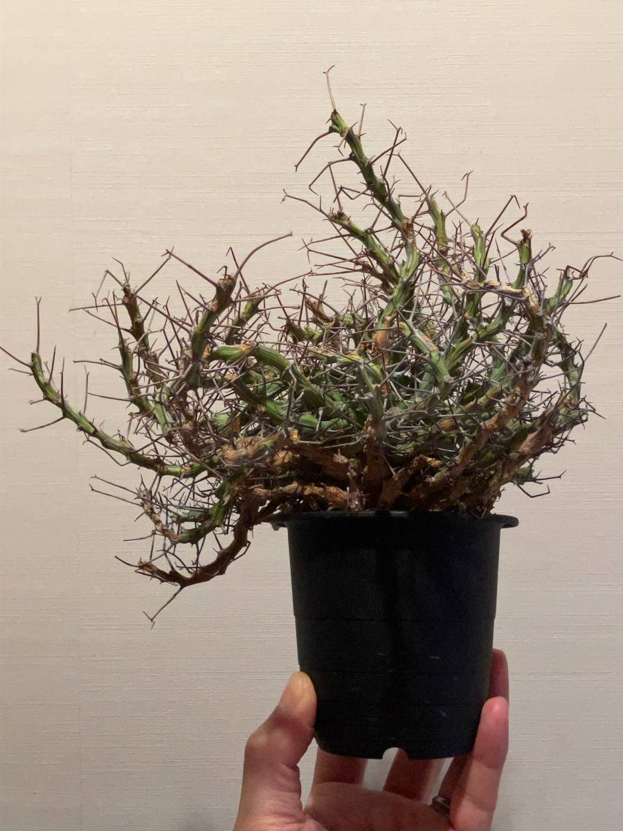 植物 Euphorbia schizacantha ユーフォルビア シザカンサ