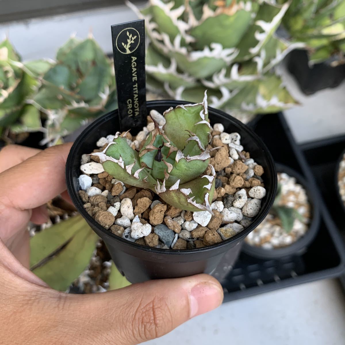 Yahoo!オークション - Agave titanota(アガベ チタノタ ) CR-01 子株 Yahoo!オークション - Agave titanota(アガベ チタノタ ) CR-01 子株