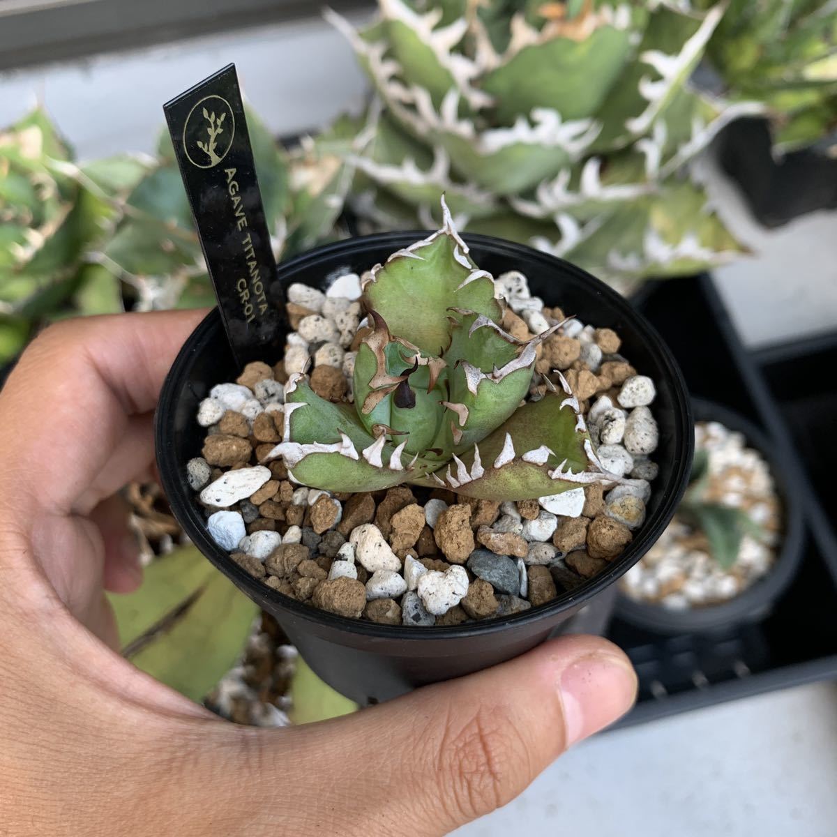 Yahoo!オークション - Agave titanota(アガベ チタノタ ) CR-01 子株 Yahoo!オークション - Agave titanota(アガベ チタノタ ) CR-01 子株