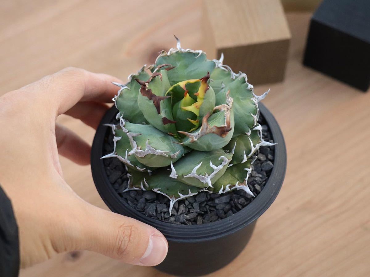 Yahoo!オークション - Agave titanota(アガベ チタノタ ) CR-01 子株 Yahoo!オークション - Agave titanota(アガベ チタノタ ) CR-01 子株