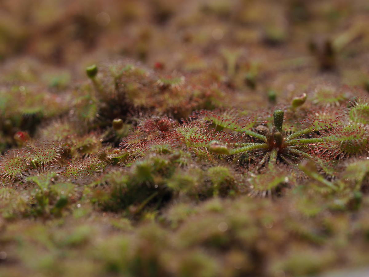 Drosera burkeana ヨハネスブルグ産 無菌播種株 1塊 ※商品説明要チェック 食虫植物 モウセンゴケ ドロセラ