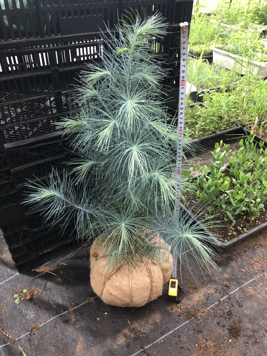 珍品 pinus maximartinezii マルチネスピニョン 松 極希少 珍品 pinus maximartinezii マルチネスピニョン 松 極希少