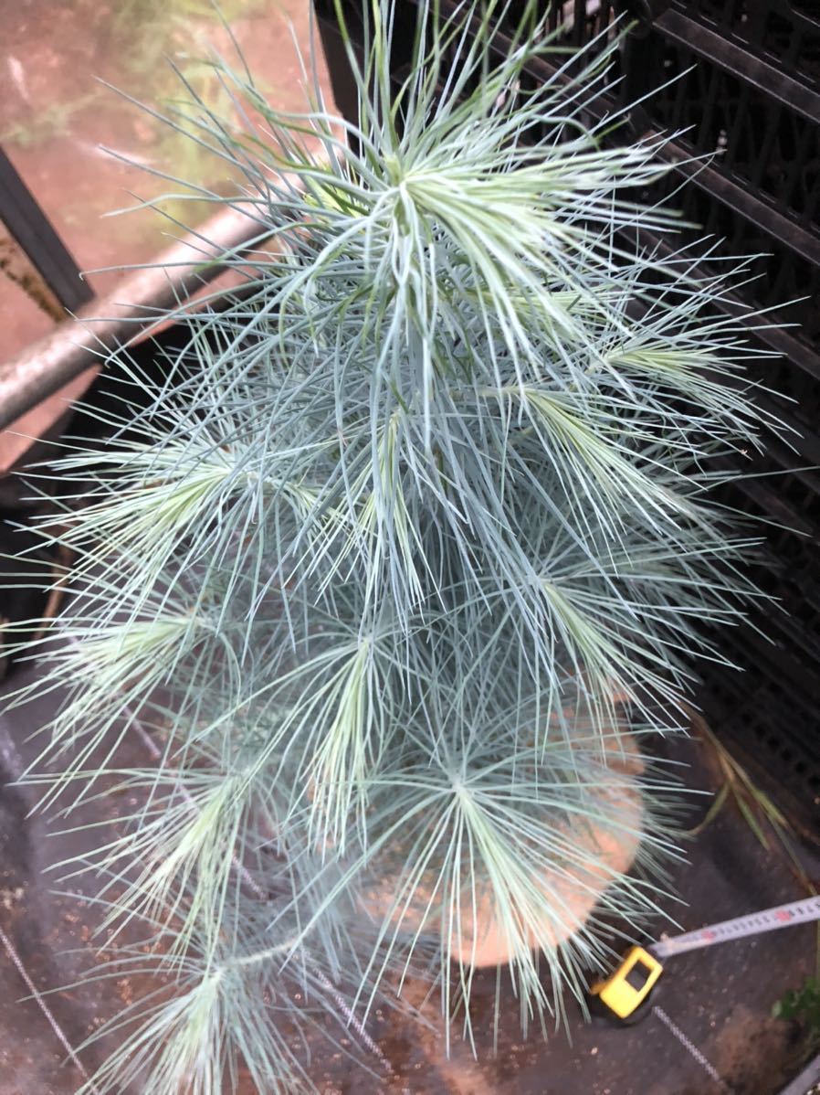 珍品 pinus maximartinezii マルチネスピニョン 松 極希少 珍品 pinus maximartinezii マルチネスピニョン 松 極希少
