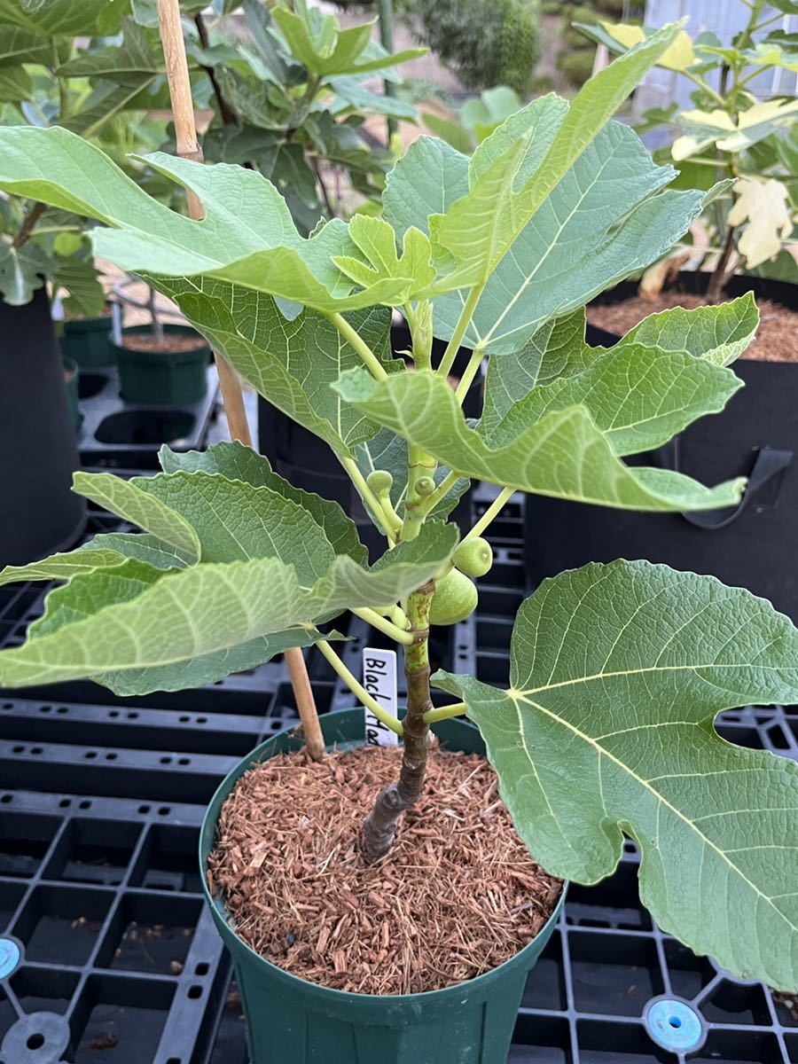 イチジク苗木】ブラックマデイラ(Black Madeira)一年生苗です イチジク苗木】ブラックマデイラ(Black Madeira)一年生苗です