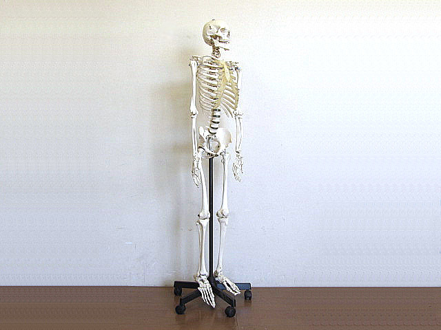 ドイツ SOMSO/ソムソ社 等身大骨格模型 キャスター付き 人体模型/人体 ...
