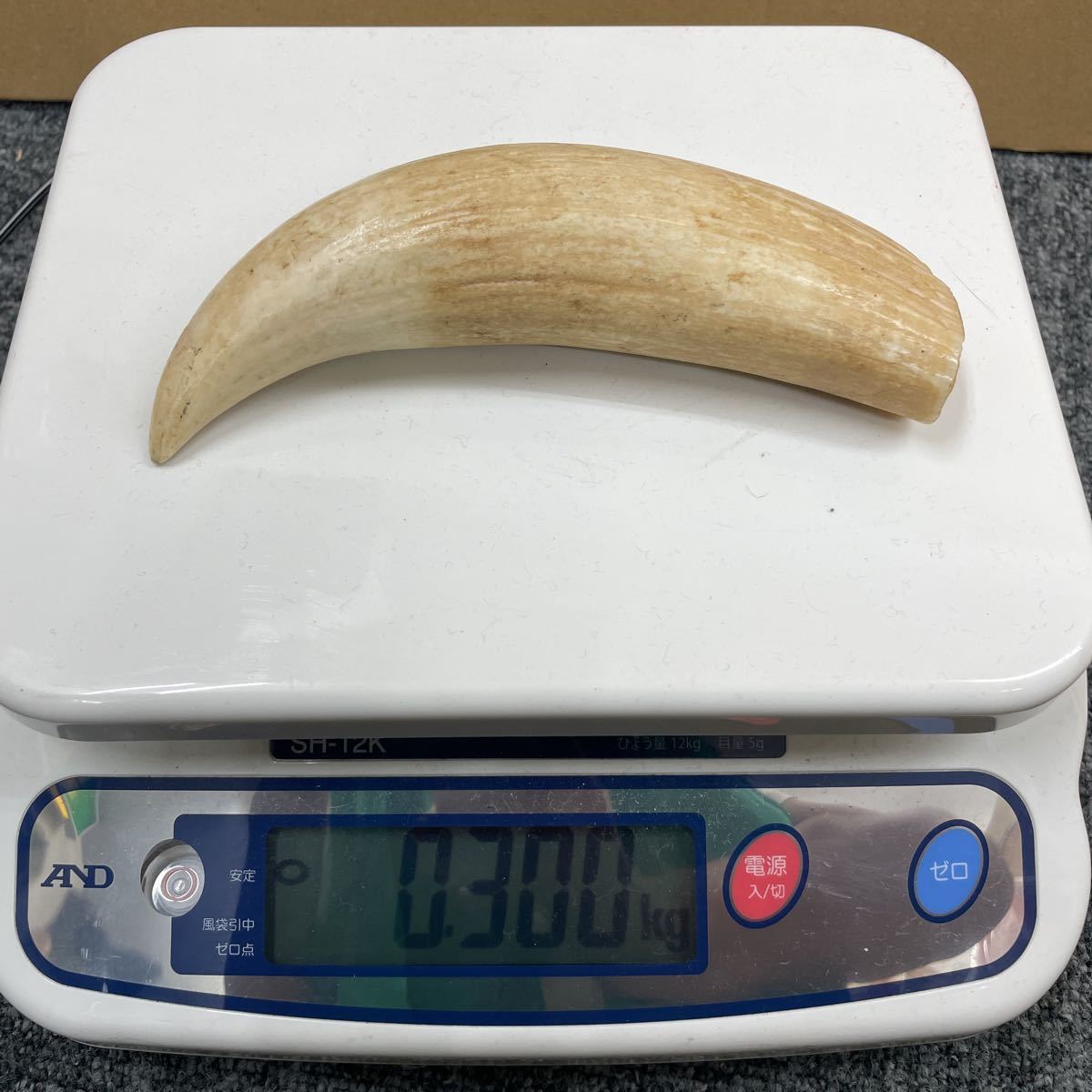 ② クジラの歯 鯨 歯牙 重量約300g 印材 根付 彫刻材料 www