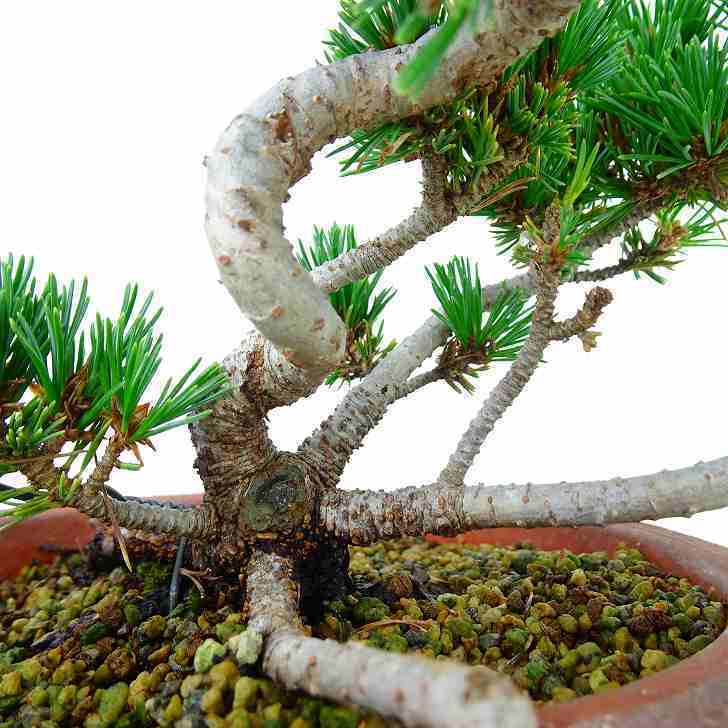瑞祥 五葉松 ごようまつ Pinus parviflora ゴヨウマツ マツ科 瑞祥 五葉松 ごようまつ Pinus parviflora ゴヨウマツ マツ科