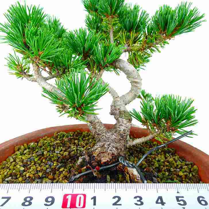 瑞祥 五葉松 ごようまつ Pinus parviflora ゴヨウマツ マツ科 瑞祥 五葉松 ごようまつ Pinus parviflora ゴヨウマツ マツ科