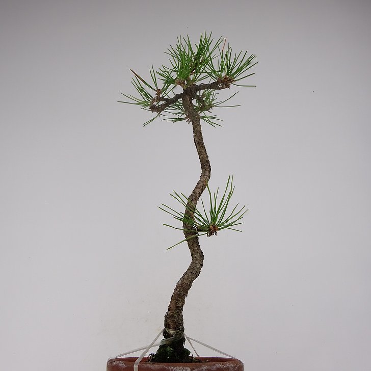 黒松 くろまつ Pinus thunbergii クロマツ マツ科 常緑針葉樹 現品 ...