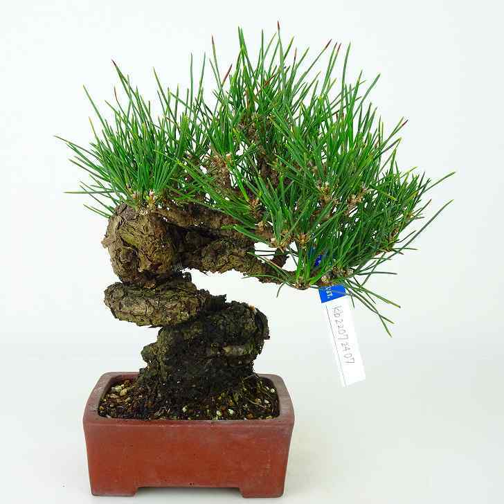 黒松 Pinus thunbergii くろまつ Black Pine クロマツ マツ科 常緑樹 観賞用 盆栽 現品