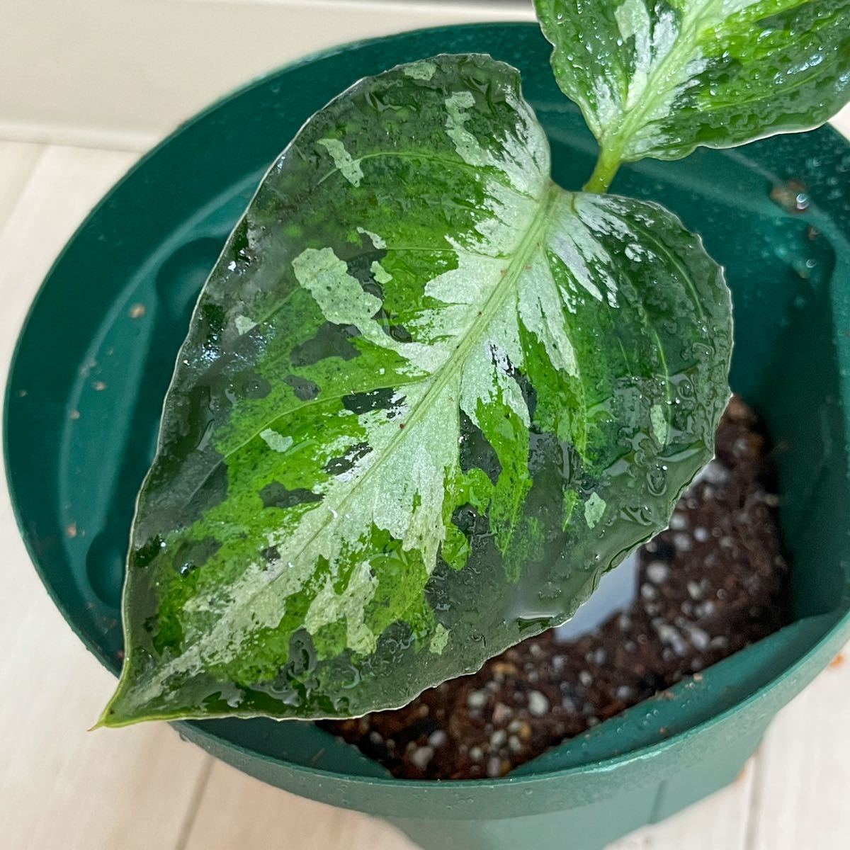 アグラオネマ ピクタム トリカラー スマトラ産 ワイルド株 Aglaonema