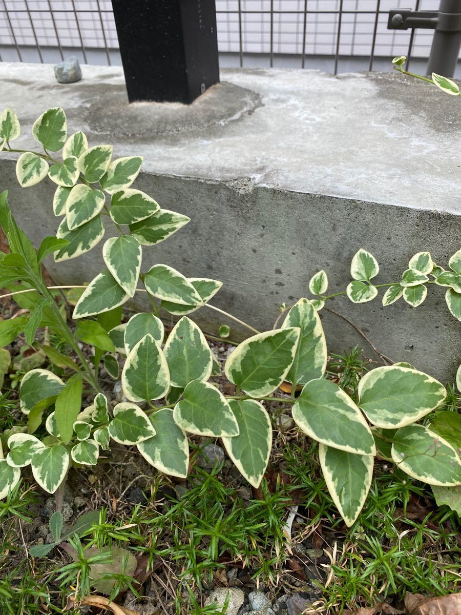 観葉植物　ツルニチニチソウ