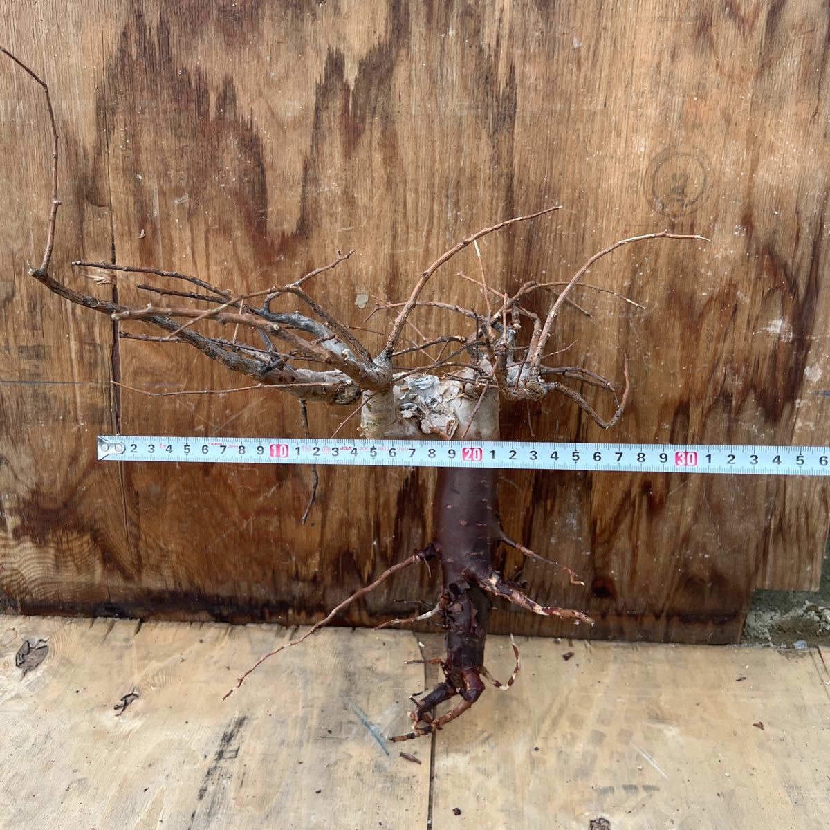 Commiphora virgata ⑨ コミフォラ ビルガータ オペルクリカリア Commiphora virgata ⑨ コミフォラ ビルガータ オペルクリカリア