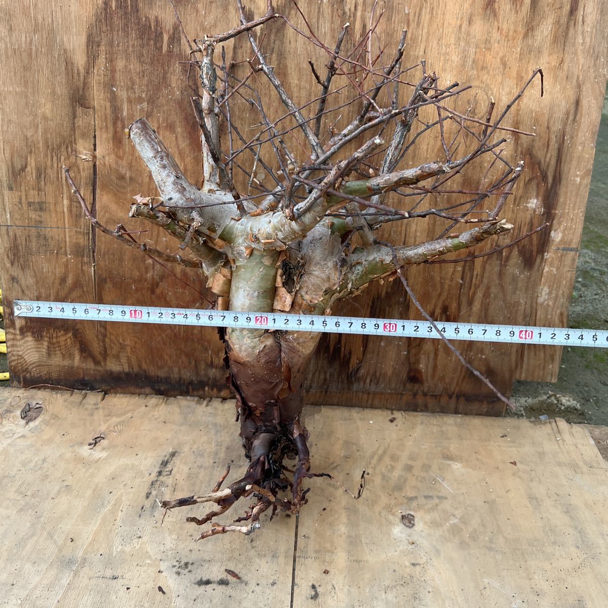 Commiphora virgata 16 コミフォラ ビルガータ オペルクリカリア Commiphora virgata 16 コミフォラ ビルガータ オペルクリカリア
