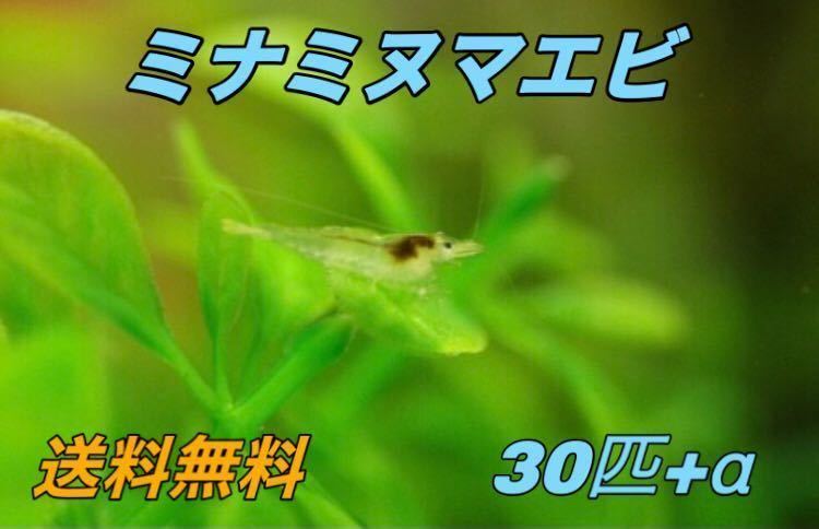 30匹 ミナミヌマエビ __ アクアリウム シュリンプ メダカ 赤 金魚 チェリー ヌマエビ 生体_画像1
