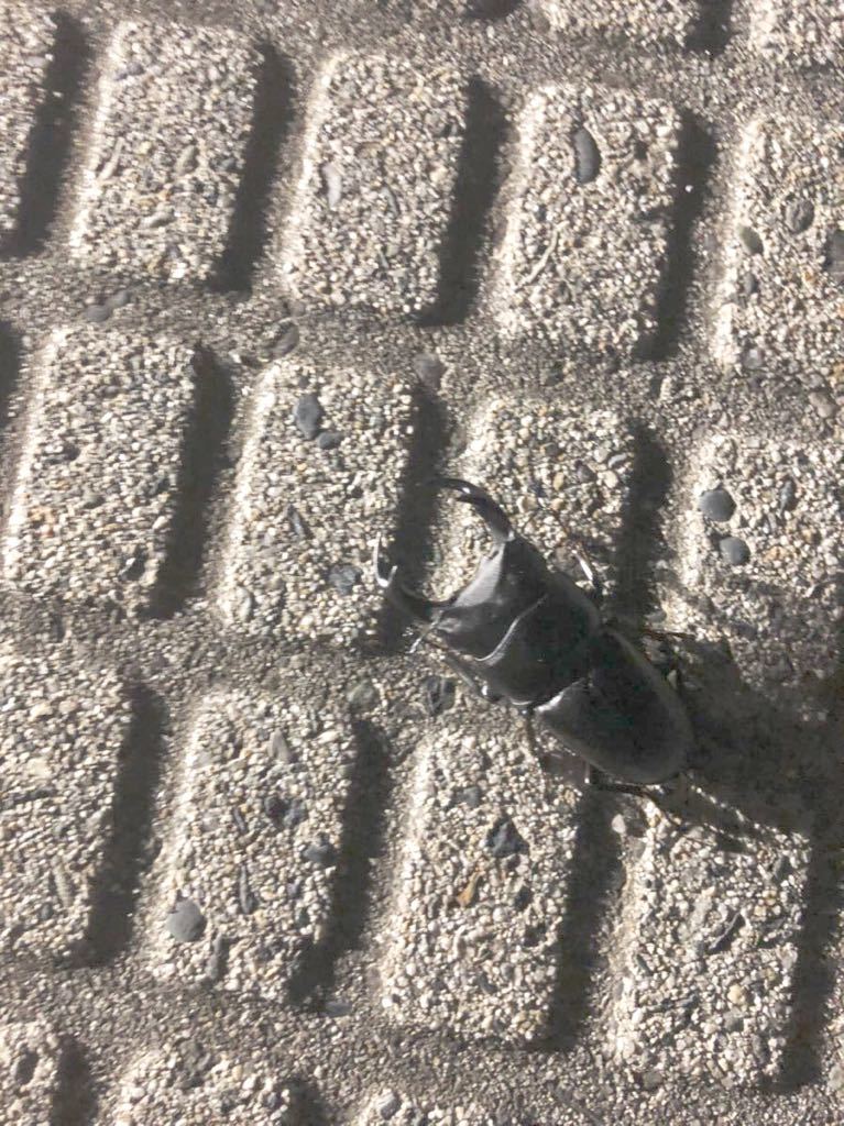 自己採集 長野県塩尻市産オオクワガタ♂単 天然オオクワガタ WDオオクワガタ