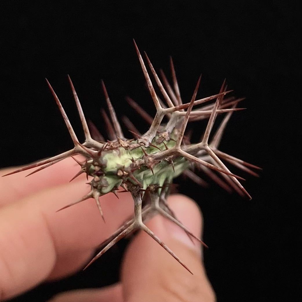 σ ユーフォルビア オドントフォラ 発根済みカット苗 (ラスト) Euphorbia odontophora 多肉植物 サボテン 5