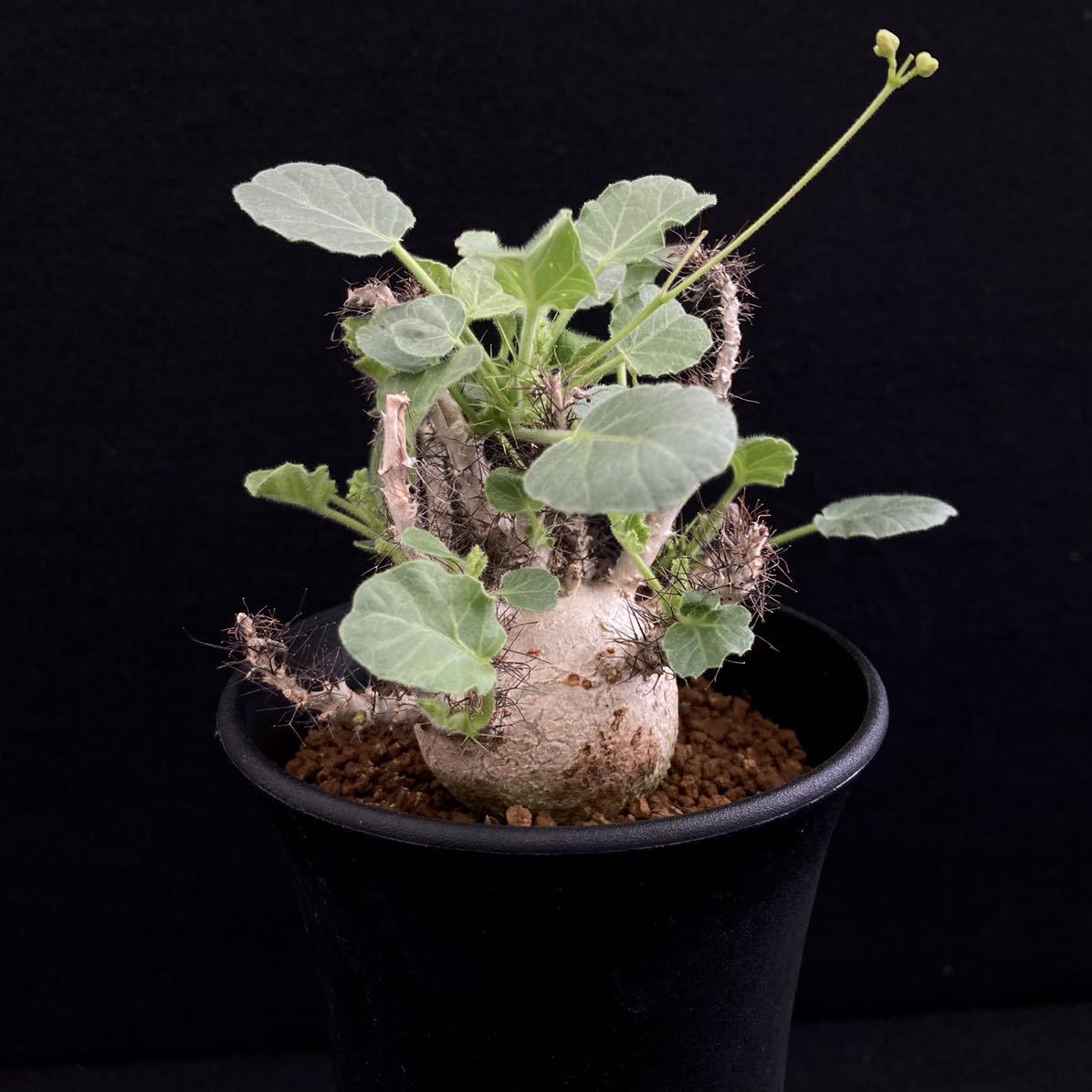 σ ヤトロファ マルギナータ 実生特選 3号 jatropha marginata σ ヤトロファ マルギナータ 実生特選 3号 jatropha marginata