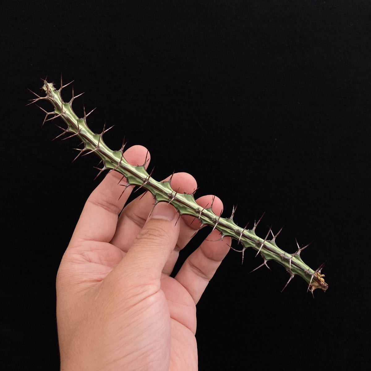 σ ユーフォルビア オドントフォラ 発根済みカット苗 (ラスト) Euphorbia odontophora 多肉植物 サボテン 3