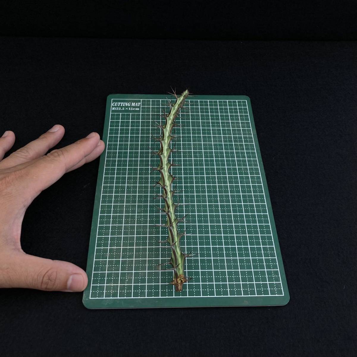 σ ユーフォルビア オドントフォラ 発根済みカット苗 (ラスト) Euphorbia odontophora 多肉植物 サボテン 8