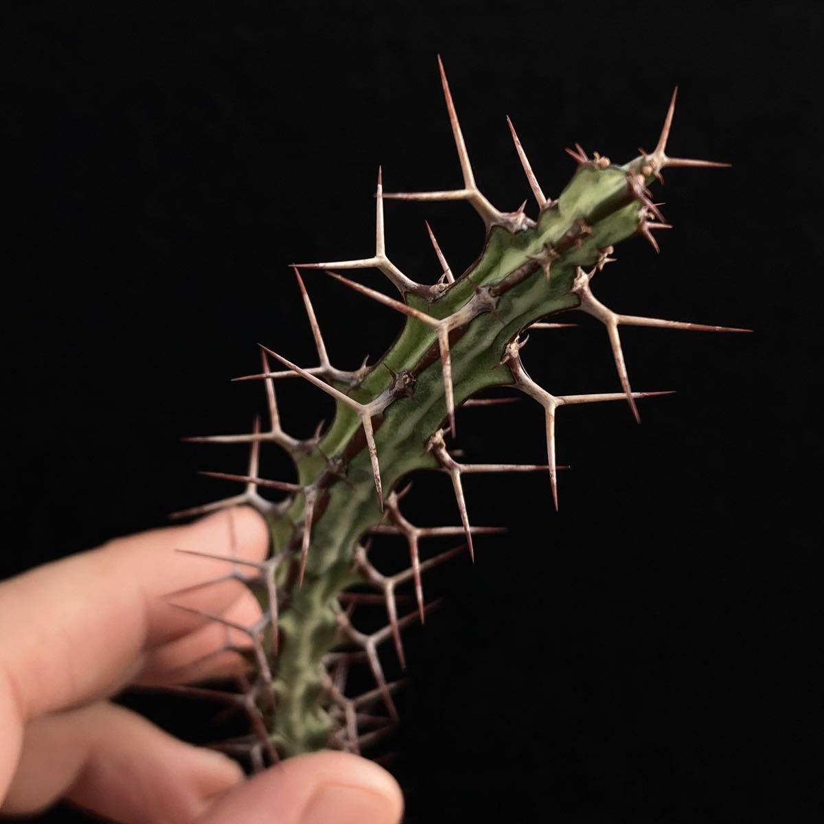 σ ユーフォルビア オドントフォラ 発根済みカット苗 (ラスト) Euphorbia odontophora 多肉植物 サボテン