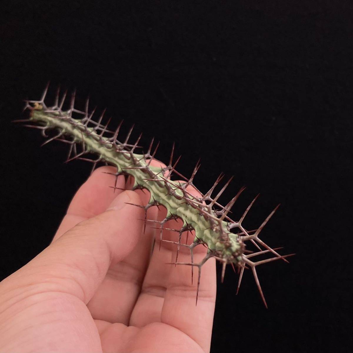 σ ユーフォルビア オドントフォラ 発根済みカット苗 (ラスト) Euphorbia odontophora 多肉植物 サボテン 4