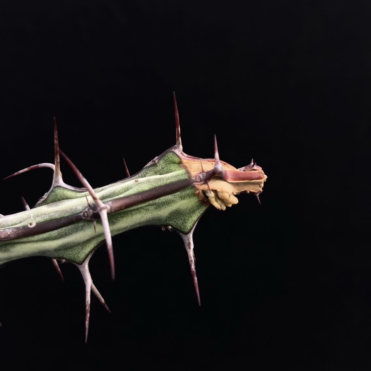 σ ユーフォルビア オドントフォラ 発根済みカット苗 (ラスト) Euphorbia odontophora 多肉植物 サボテン 2