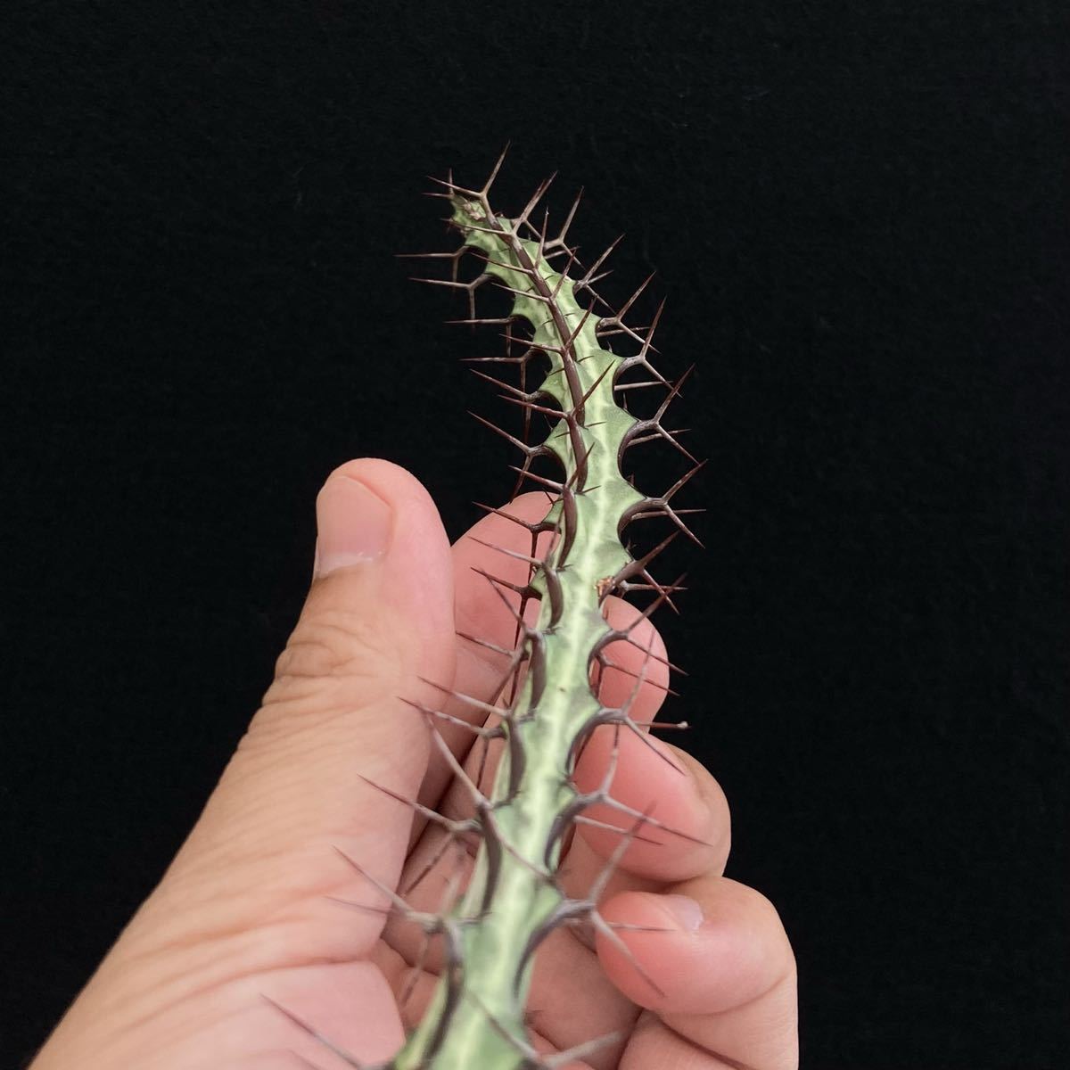 σ ユーフォルビア オドントフォラ 発根済みカット苗 (ラスト) Euphorbia odontophora 多肉植物 サボテン 7