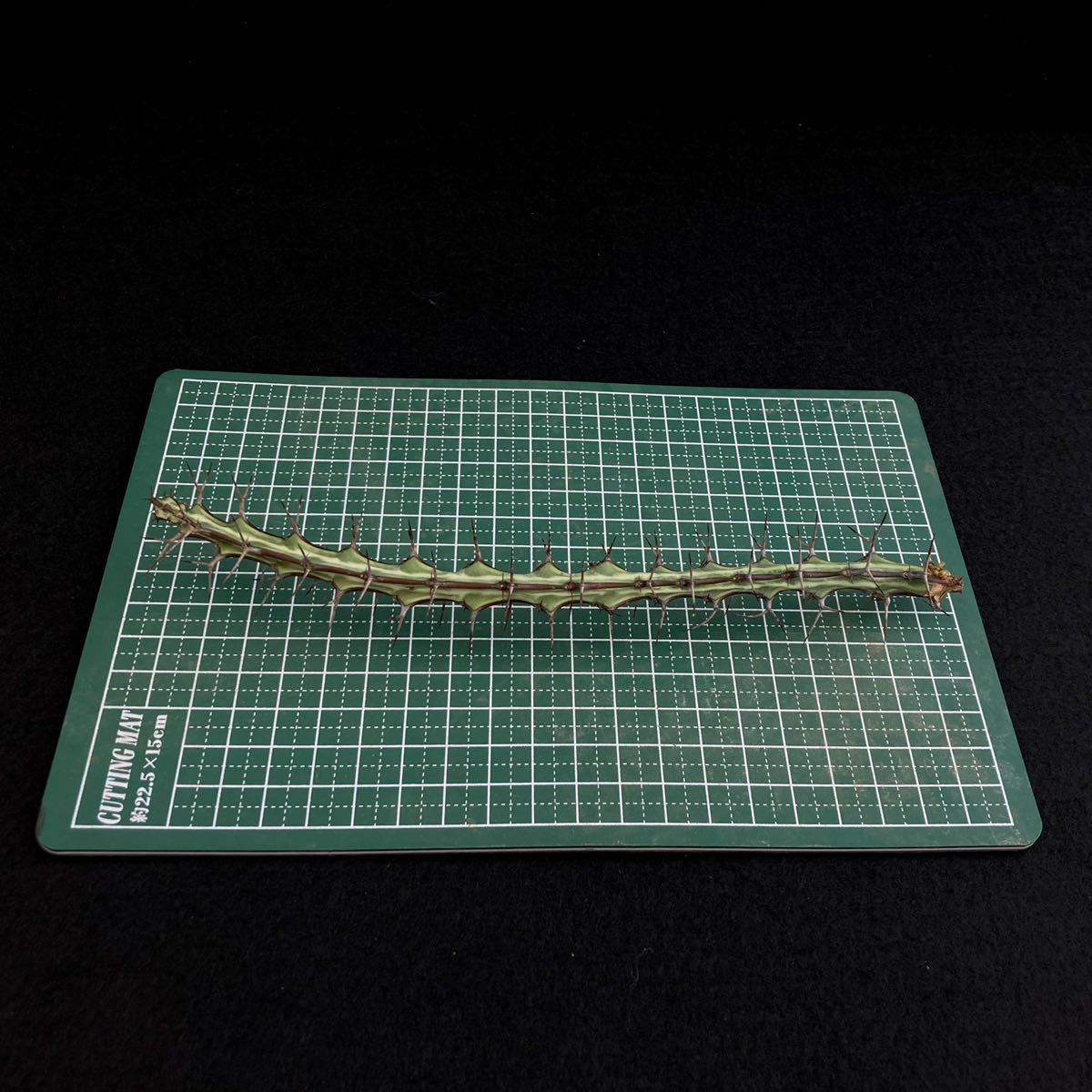 σ ユーフォルビア オドントフォラ 発根済みカット苗 (ラスト) Euphorbia odontophora 多肉植物 サボテン 9