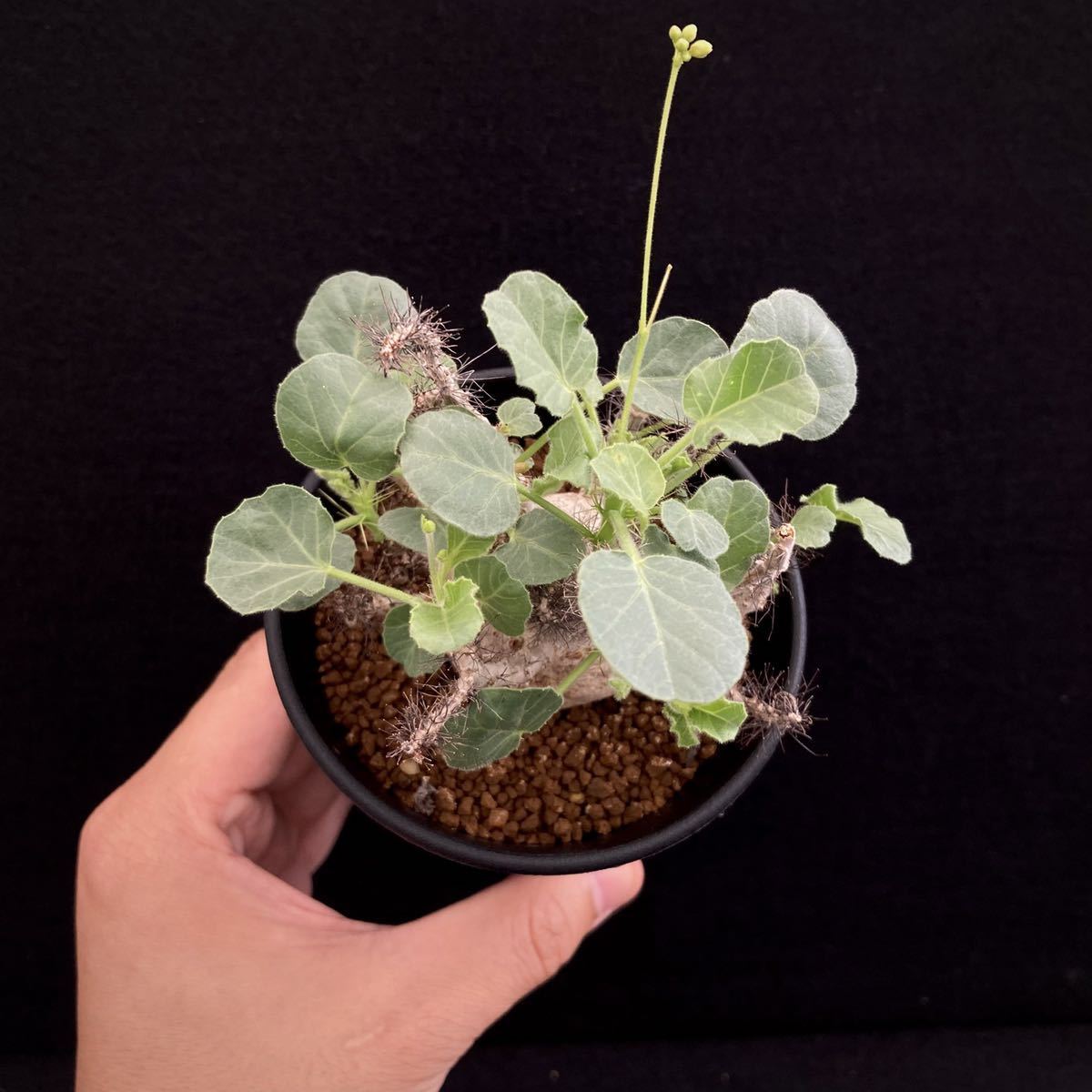 σ ヤトロファ マルギナータ 実生特選 3号 jatropha marginata σ ヤトロファ マルギナータ 実生特選 3号 jatropha marginata