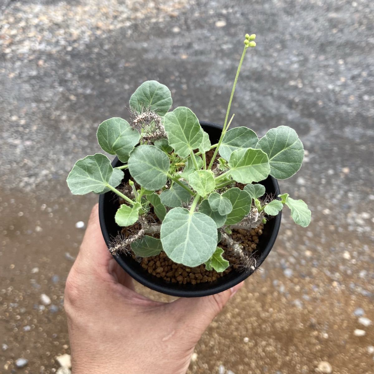 σ ヤトロファ マルギナータ 実生特選 3号 jatropha marginata σ ヤトロファ マルギナータ 実生特選 3号 jatropha marginata